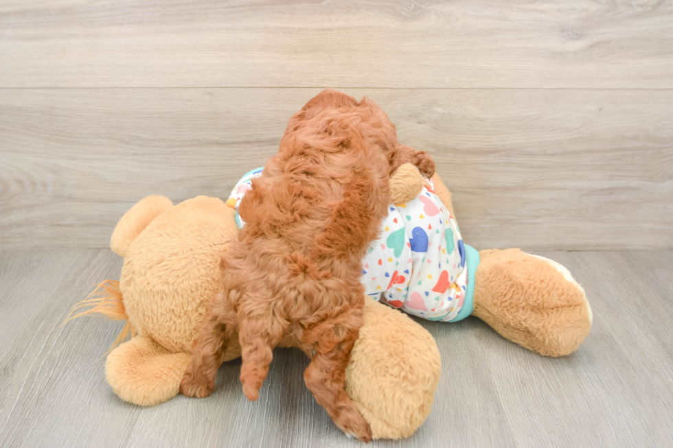 Adorable Cavalier King Charles Spaniel and Poodle Mix Poodle Mix Puppy