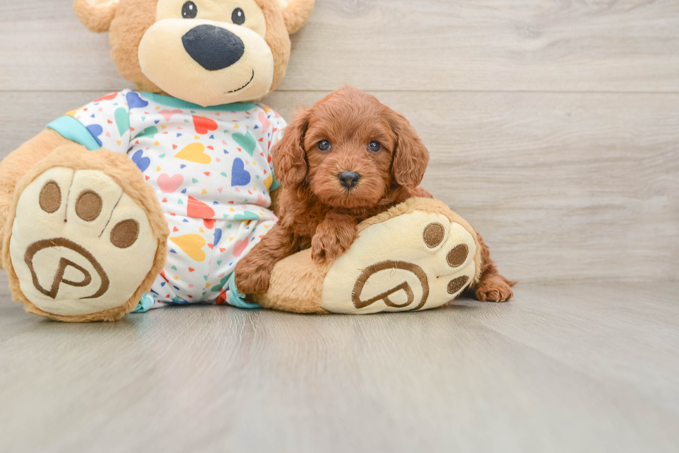 Best Cavapoo Baby
