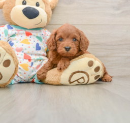 7 week old Cavapoo Puppy For Sale - Premier Pups