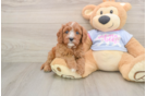 Best Cavapoo Baby