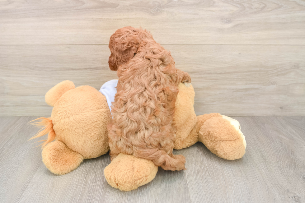 Sweet Cavapoo Baby