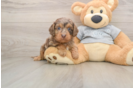 Best Cavapoo Baby