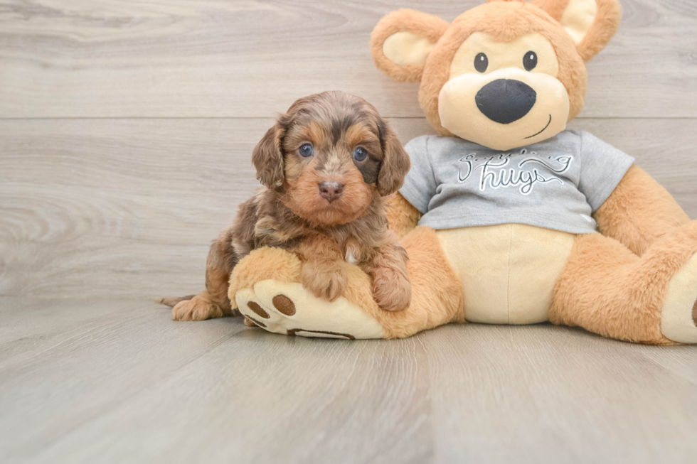 Best Cavapoo Baby