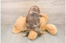 Cavapoo Puppy for Adoption
