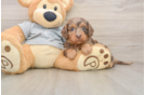 Popular Cavapoo Poodle Mix Pup