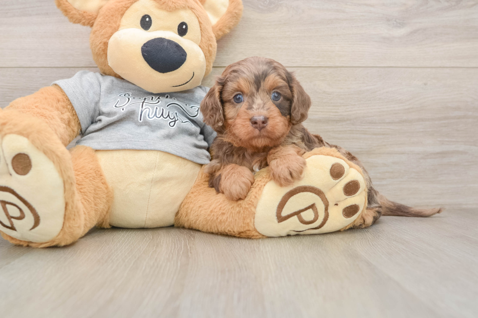 Popular Cavapoo Poodle Mix Pup