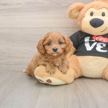 Cavapoo Pup Being Cute