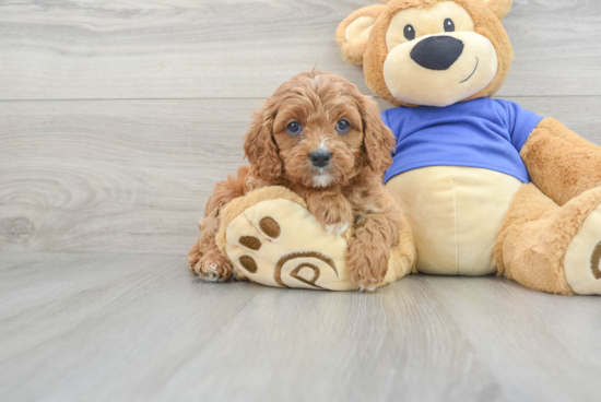 Popular Cavapoo Poodle Mix Pup