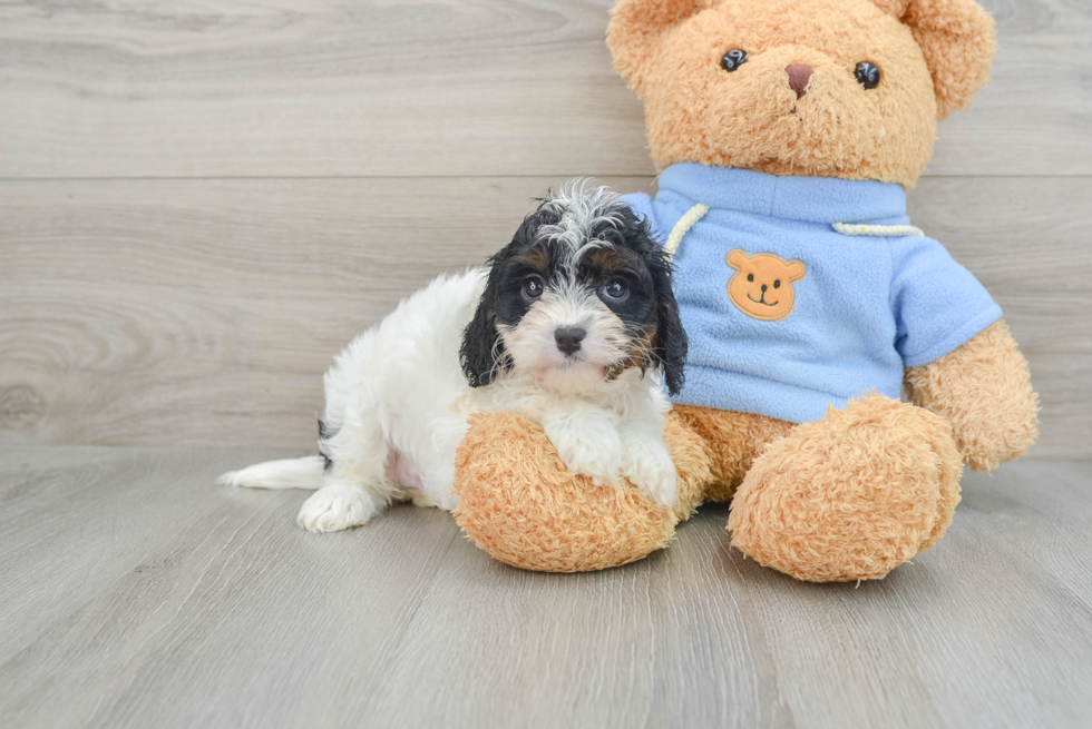 Cavapoo Puppy for Adoption