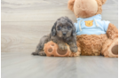 Cavapoo Pup Being Cute