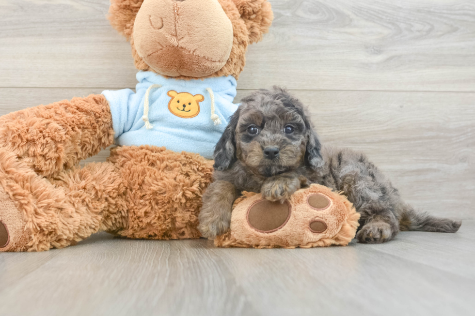 Funny Cavapoo Poodle Mix Pup