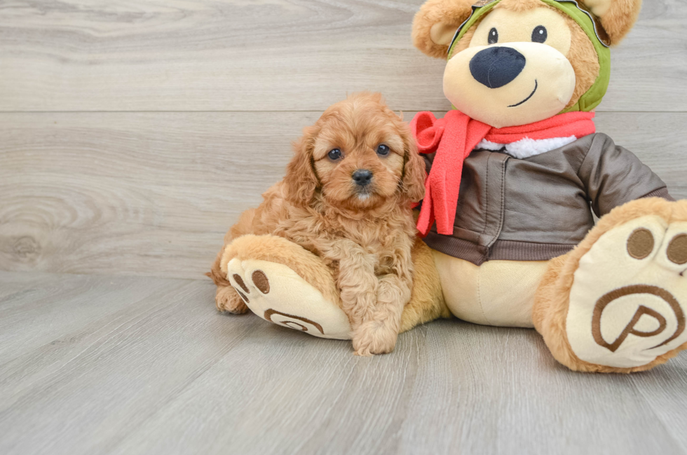 6 week old Cavapoo Puppy For Sale - Premier Pups