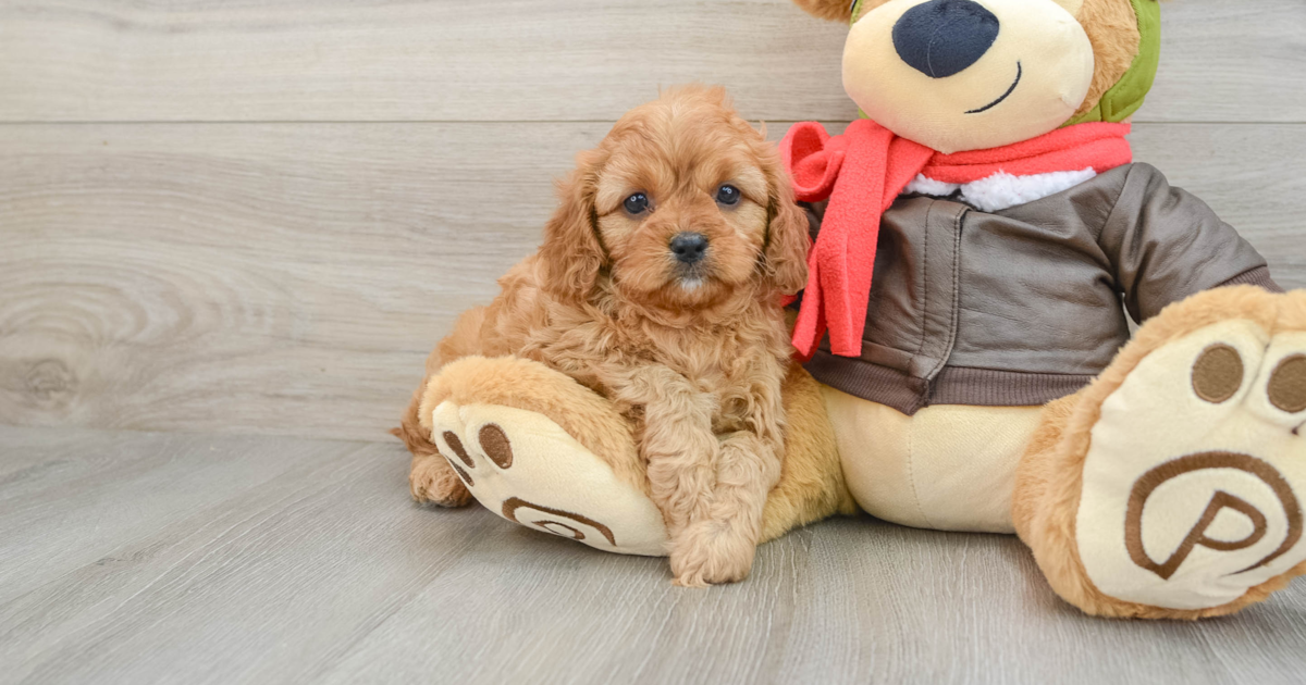 Playful Cavapoo Unity: 5lb 5oz Doodle Puppy