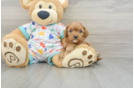 Cute Cavapoo Baby