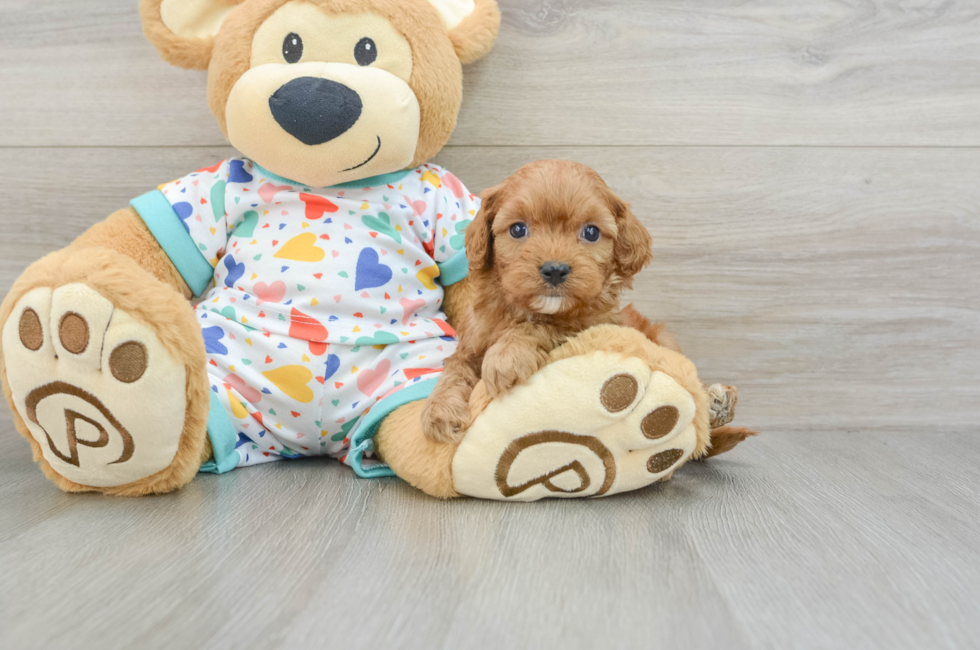 5 week old Cavapoo Puppy For Sale - Premier Pups