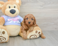 9 week old Cavapoo Puppy For Sale - Premier Pups