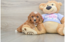 Cavapoo Puppy for Adoption