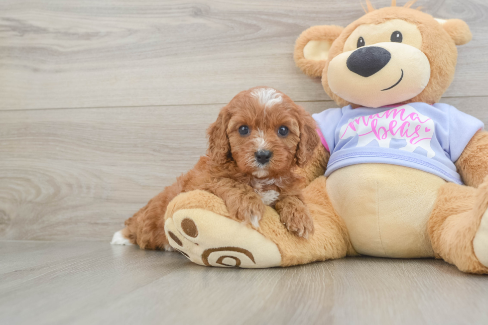 Cavapoo Puppy for Adoption