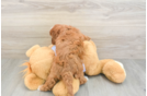 Friendly Cavapoo Baby