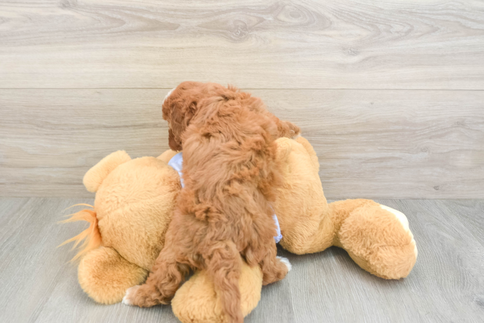 Friendly Cavapoo Baby