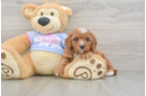 Cavapoo Puppy for Adoption