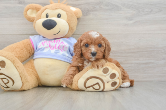 Cavapoo Puppy for Adoption