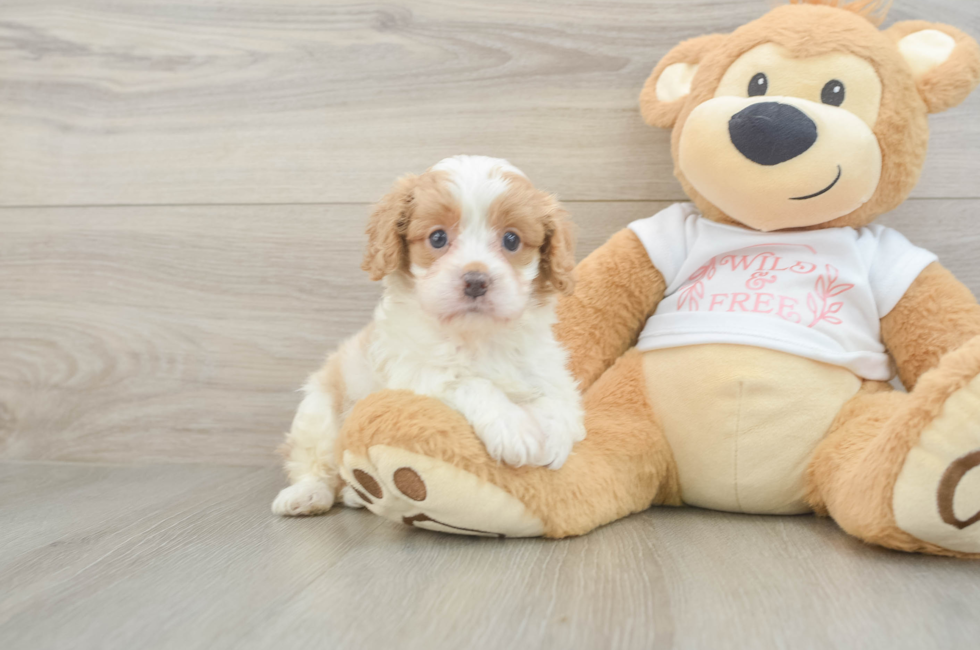 5 week old Cavapoo Puppy For Sale - Premier Pups