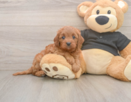 7 week old Cavapoo Puppy For Sale - Premier Pups