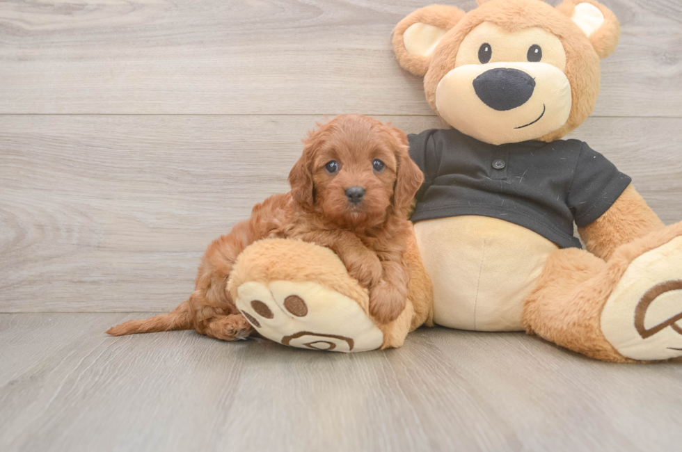 5 week old Cavapoo Puppy For Sale - Premier Pups