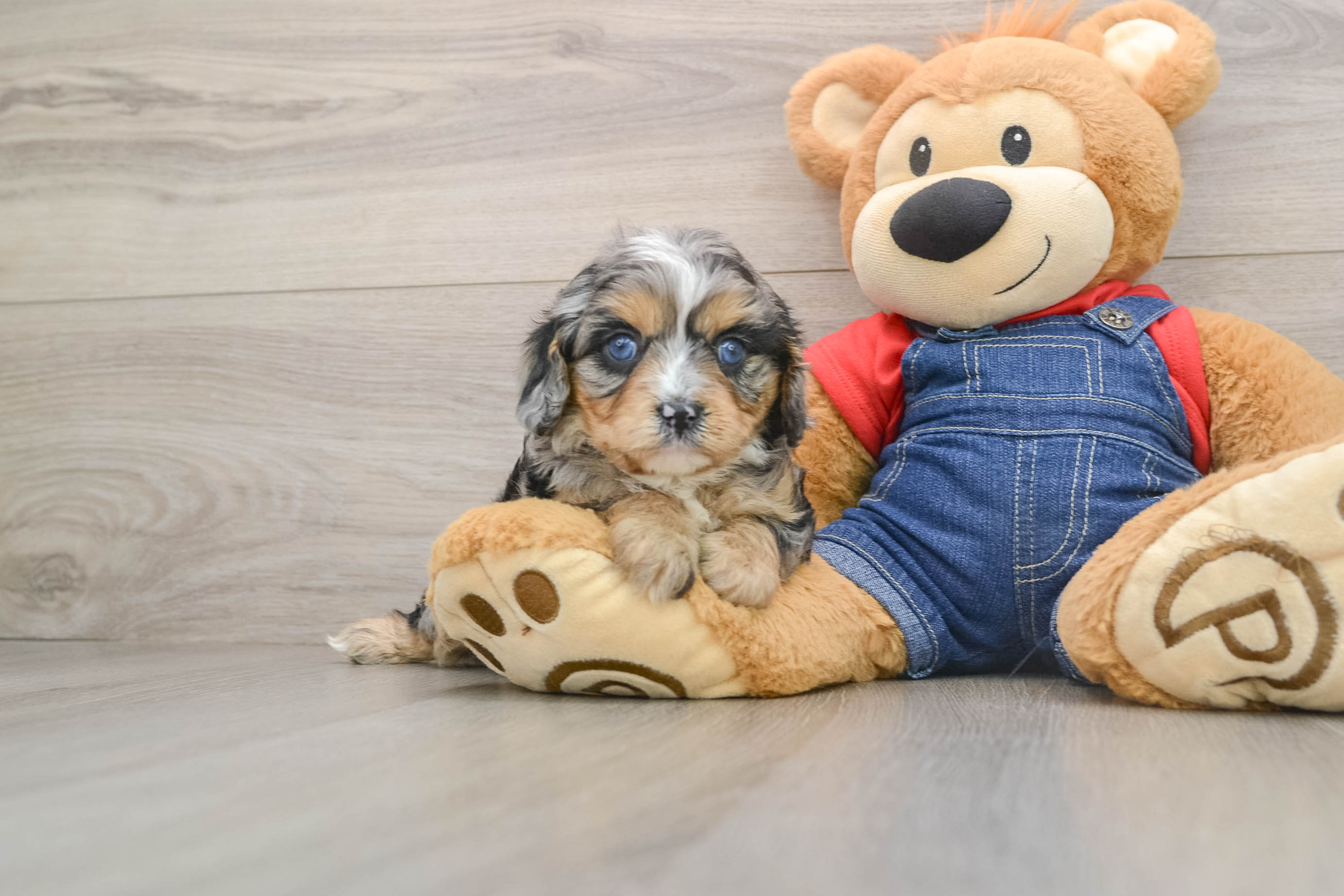 Cavapoo Puppy for Adoption