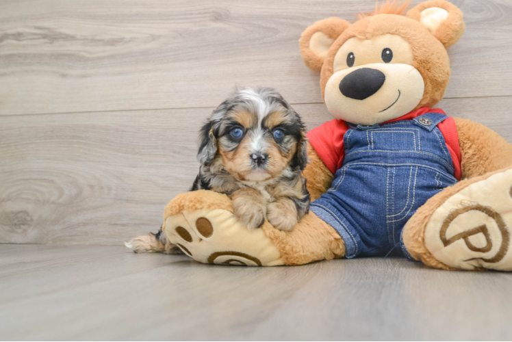 Cavapoo Puppy for Adoption