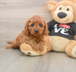 9 week old Cavapoo Puppy For Sale - Premier Pups