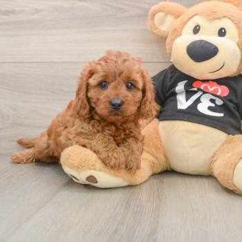 Smart Cavapoo Poodle Mix Pup