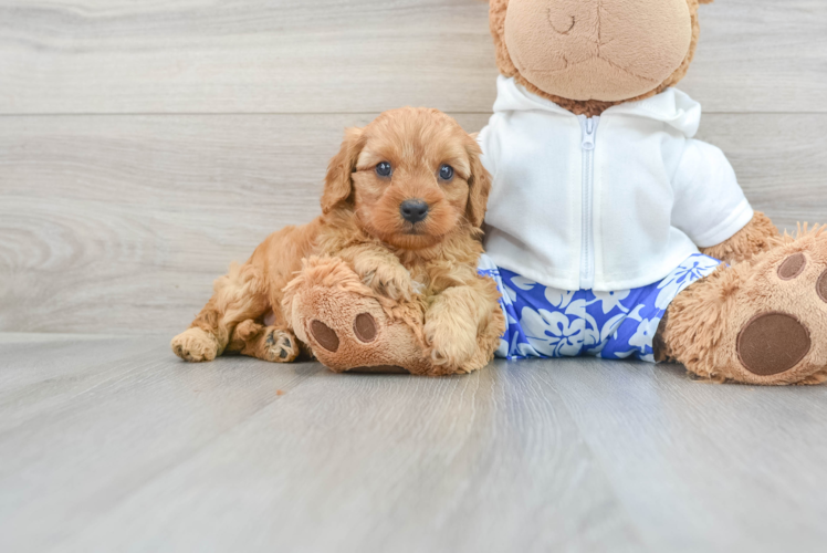 Petite Cavapoo Poodle Mix Pup