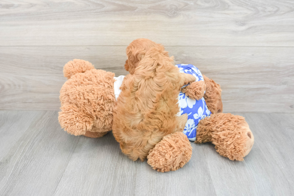 Smart Cavapoo Poodle Mix Pup