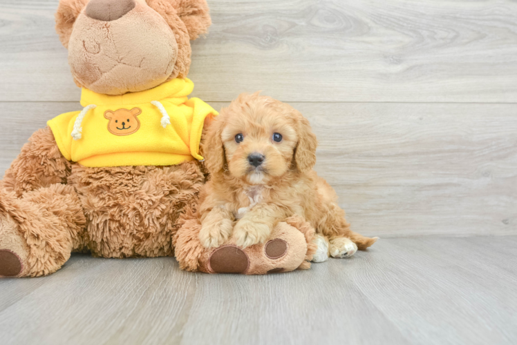 Fluffy Cavapoo Poodle Mix Pup