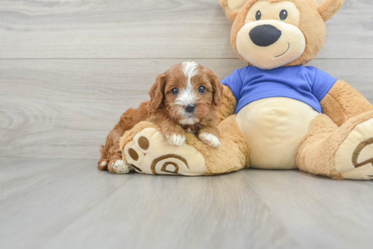 Cavapoo Pup Being Cute