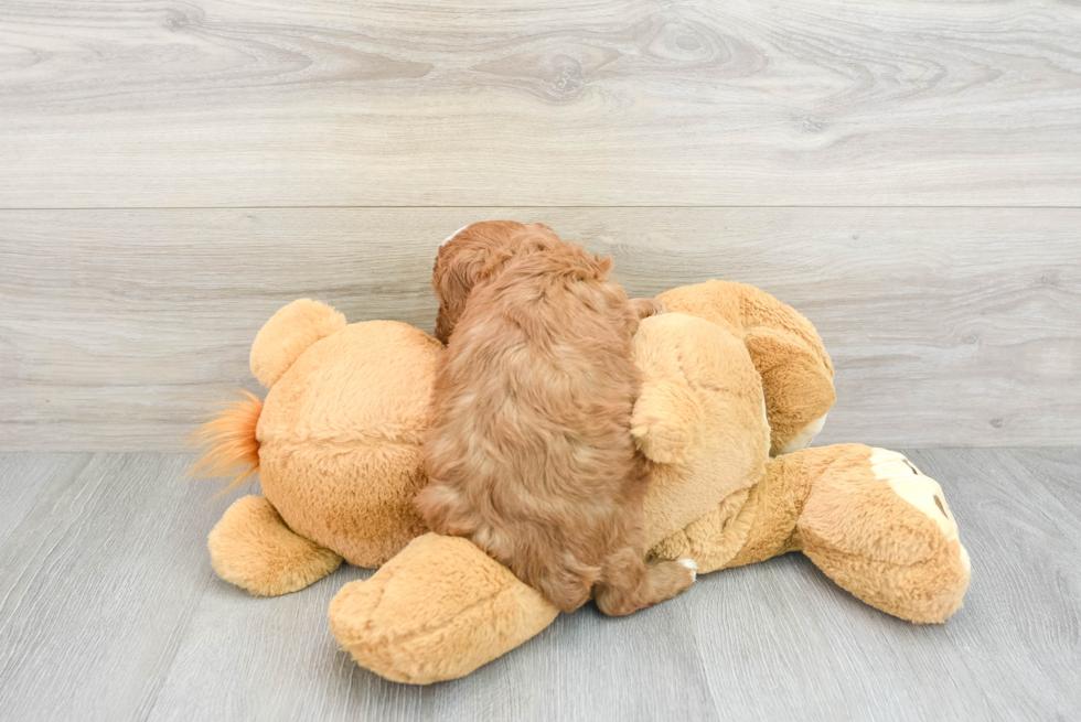 Cavapoo Pup Being Cute