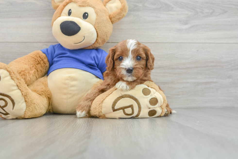 Energetic Cavoodle Poodle Mix Puppy
