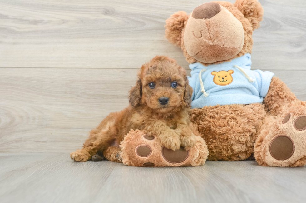 6 week old Cavapoo Puppy For Sale - Premier Pups