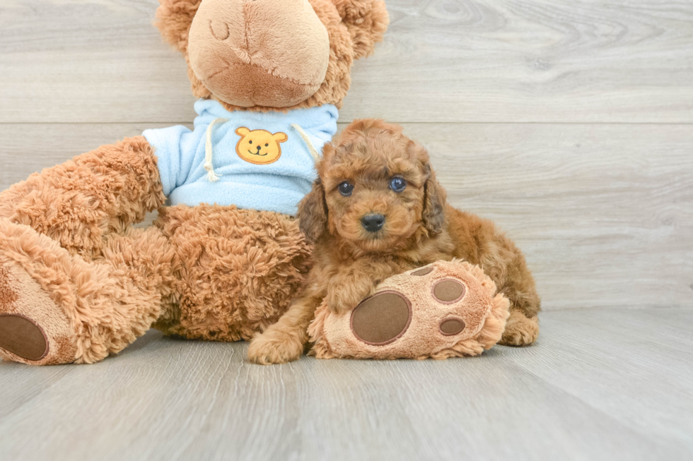 Friendly Cavapoo Baby