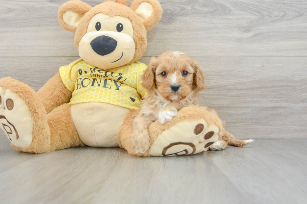 5 week old Cavapoo Puppy For Sale - Premier Pups