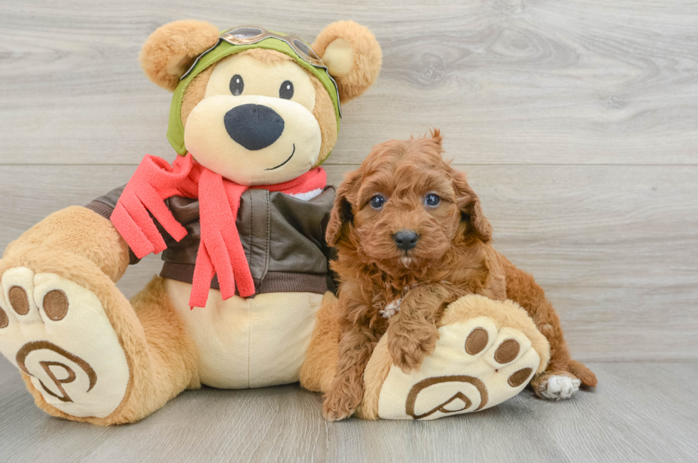 5 week old Cavapoo Puppy For Sale - Premier Pups