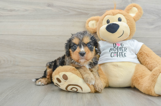 Cavapoo Pup Being Cute