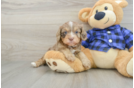 Popular Cavapoo Poodle Mix Pup