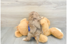 Funny Cavapoo Poodle Mix Pup