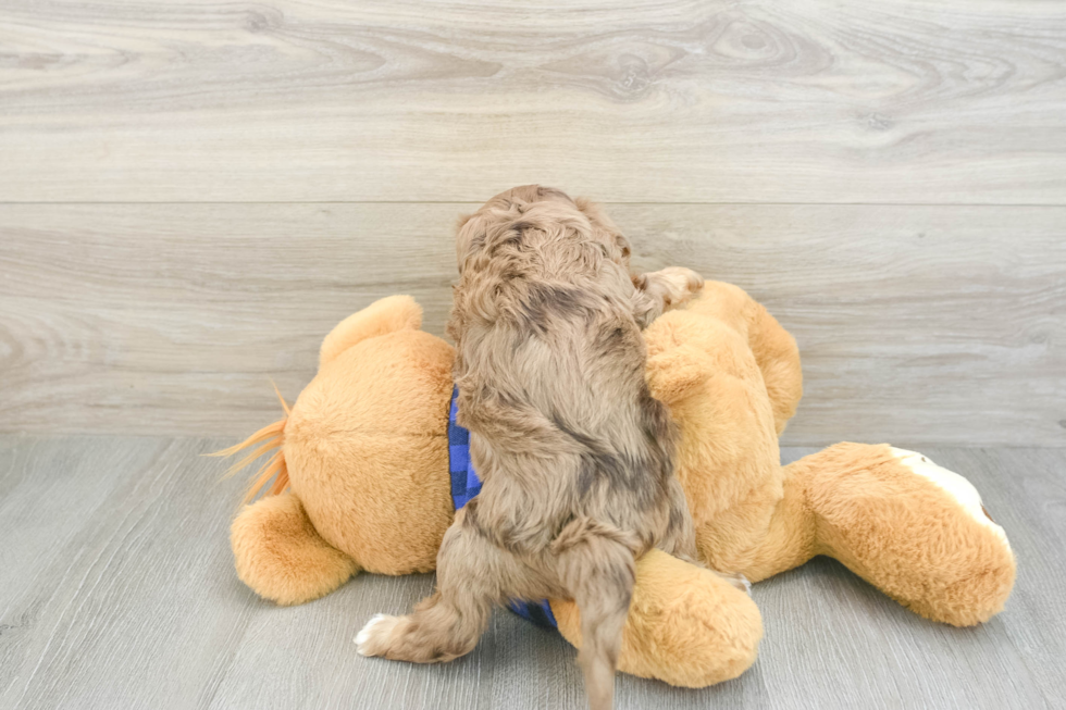 Funny Cavapoo Poodle Mix Pup