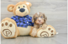 Small Cavapoo Baby