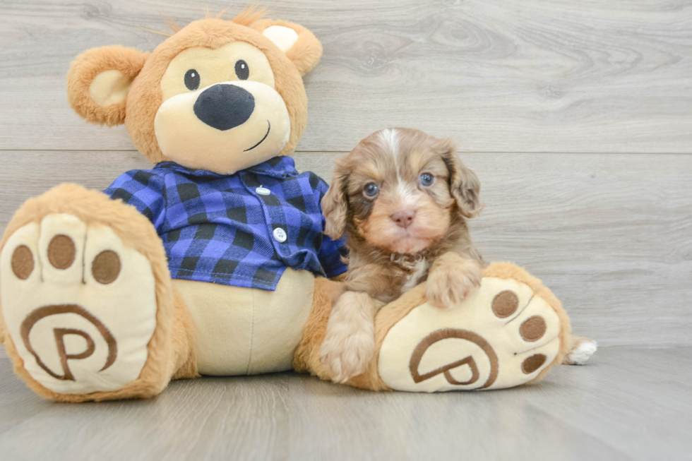 Small Cavapoo Baby