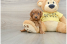 Smart Cavapoo Poodle Mix Pup